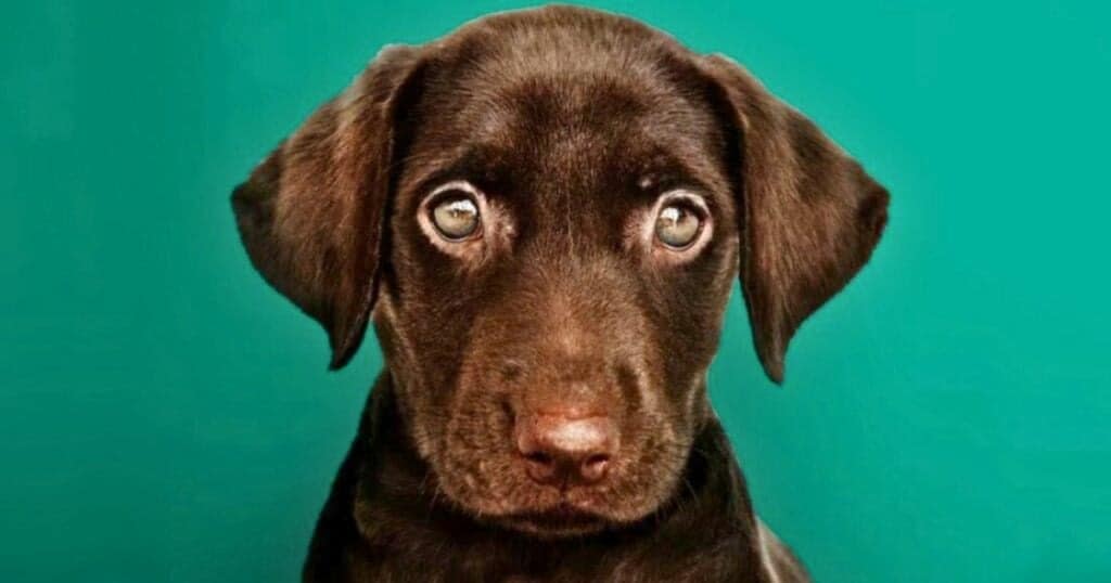 Don't Do This! 30 Ways You Hurt Your Dog Without Even Realizing It