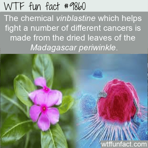 Fun Fact Rosy Periwinkle helps fight cancer