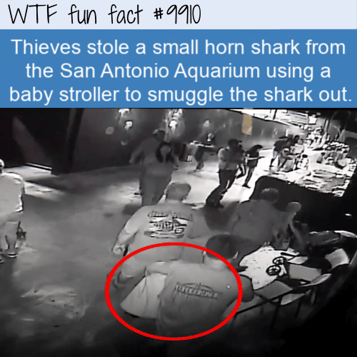 fun animal fact shark thief