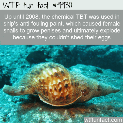fun fact TBT snails imposex