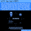 Fun animal fact – immortal jellyfish