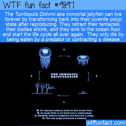 fun fact immortal jellyfish
