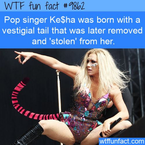 Fact Of The Day-Saturday June 8th 2019 Fun-fact-keha-had-a-vestigial-tail
