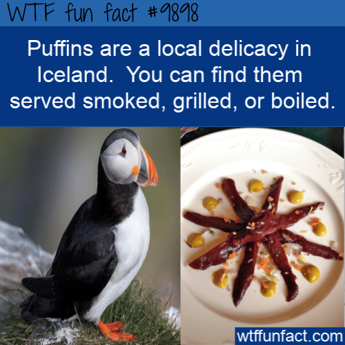 fun food fact puffin icelandic food