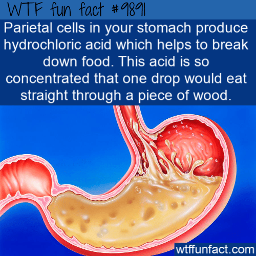 fun fact stomach acid