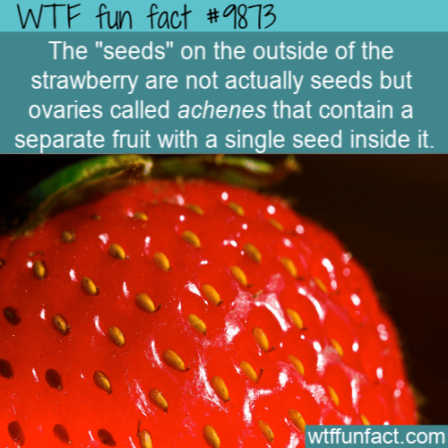 fun fact strawberry ovaries