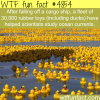 30000 rubber ducks help scientists study ocean