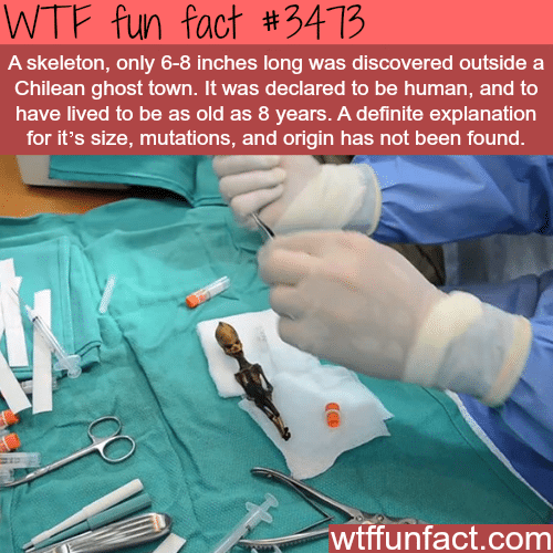 6 inches human being? -  WTF fun facts