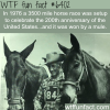 a 3500 mile horse race was won by a mule wtf fun