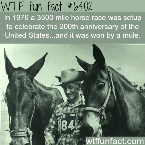 A 3500 mile horse race was won by a mule - WTF fun facts