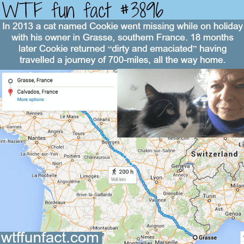 A cat travels 700 miles to find it’s owner - WTF fun facts