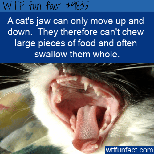 A cat’s jaw can only move up and down.  They therefore can’t chew large pieces of food and often swallow them whole. 