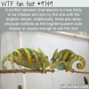 a conflict between chameleons is more likely to be