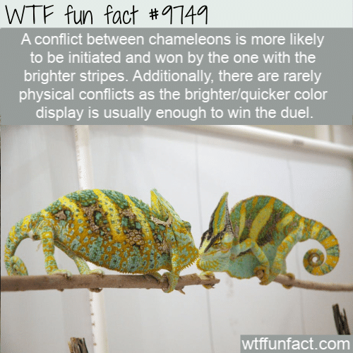 A conflict between chameleons is more likely to be initiated and won by the one with the brighter stripes. Additionally