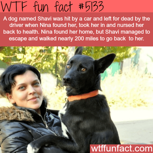 A dogs walks for 200 miles to find the person that saved him - WTF fun facts