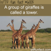 a group of giraffes wtf fun facts