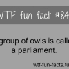 a group of owls is called