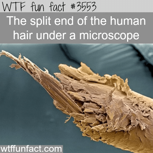 A human hair under microscope - WTF fun facts