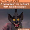 a hyena laugh wtf fun facts