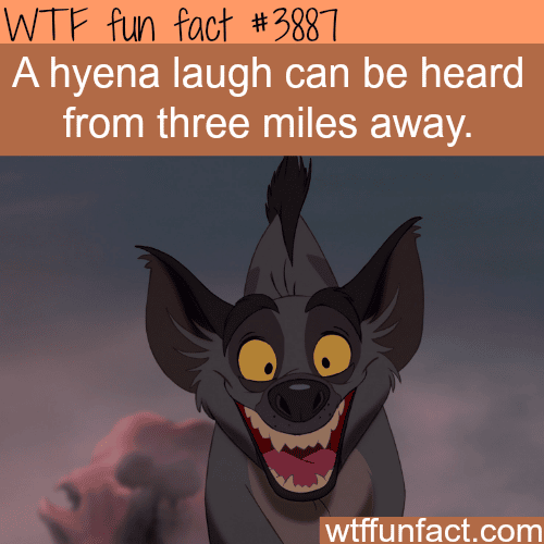 A hyena laugh - WTF fun facts