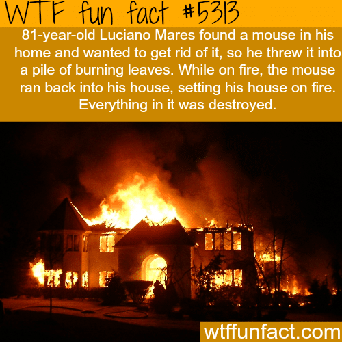 A mouse burns down a house of the man that tried to kill him - WTF fun facts