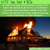 a mouse sets fire into a home wtf fun facts