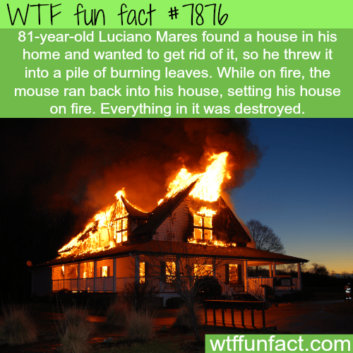 A mouse sets fire into a home - WTF fun facts