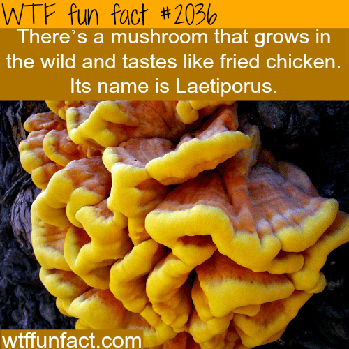 A mushroom that taste like fried chicken - WTF fun facts