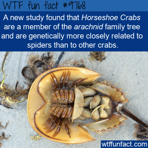 A new study found that Horseshoe Crabs are a member of the arachnid family tree and are genetically more closely related to spiders than to other crabs.