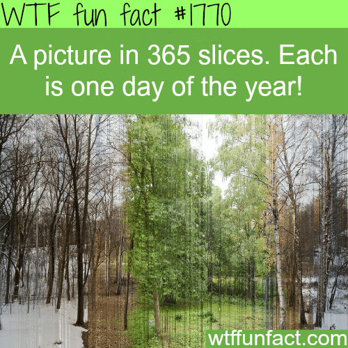A picture in 365 slices