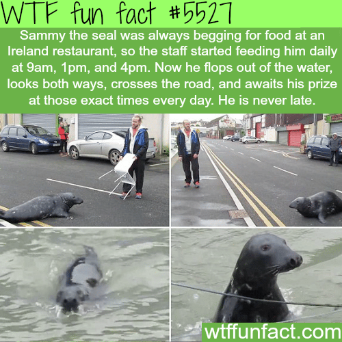 A seal in Ireland always begs for food from a restaurant - WTF fun facts