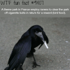 a theme park in france employes ravens wtf fun
