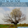 a tree growing on top of a tree wtf fun fact
