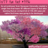a tree with over 40 fruits