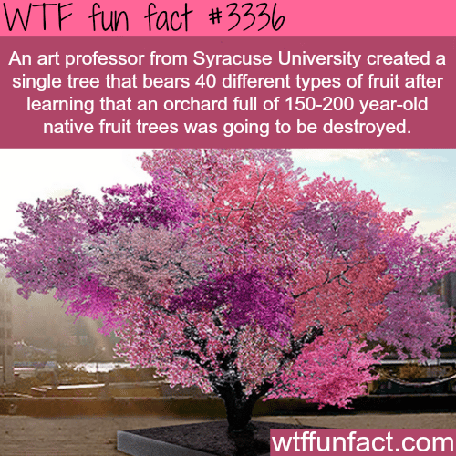 A tree with over 40 fruits -  WTF fun facts