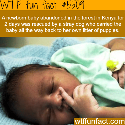 Abandoned newborn baby was rescued by a dog in Kenya - WTF fun facts