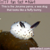 adorable sea bunny this sea slug looks so