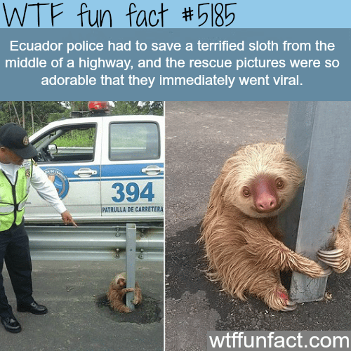 Adorable sloth stock in the middle of the highway in Ecuador - WTF fun facts