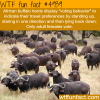 african buffalo wtf fun facts