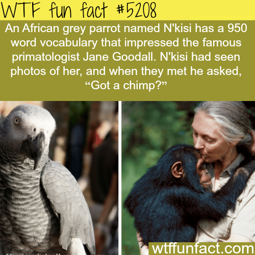 African Grey parrot that knows more than 900 words - WTF fun facts