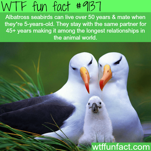 Albatross Seabirds Stay in a Relationship for 45 Years. - WTF Fun Facts