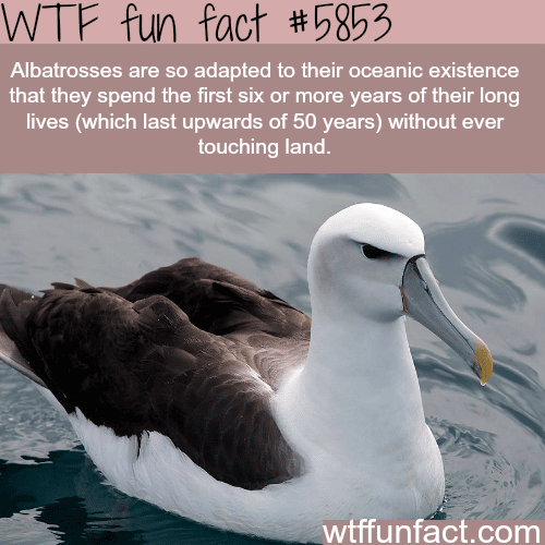 Albatrosses - WTF fun facts