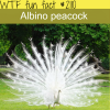 albino peacock pictures