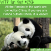 all pandas are owned by china