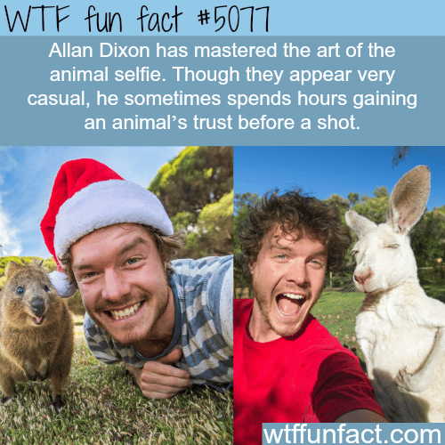 Allan Dixon and the art of animal selfie - WTF fun facts