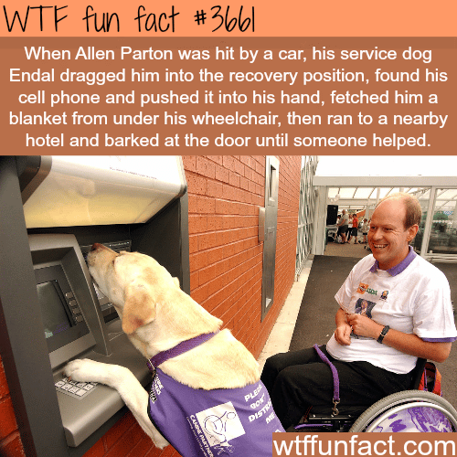 Allen Parton’s and his dog who helped save his life -  WTF fun facts