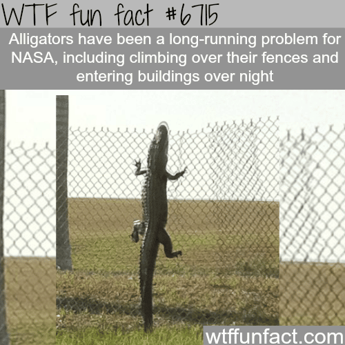 Alligators can climb fences - WTF fun fact
