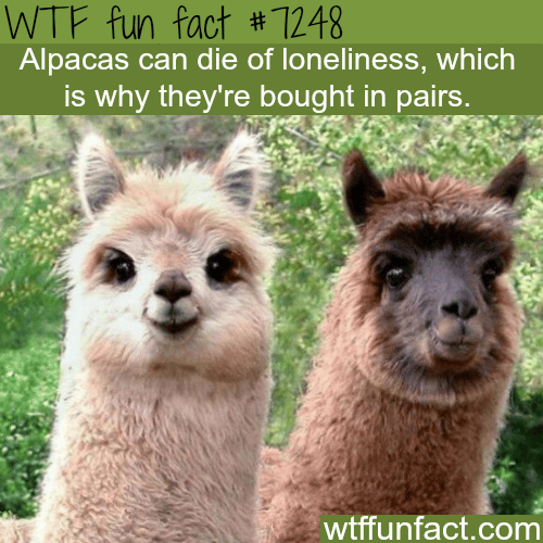 Alpacas can die of loneliness - WTF Fun Fact