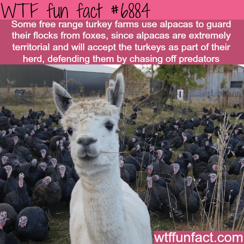 Alpacas guarding turkey farms - WTF fun facts