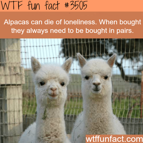 Alpacas -  WTF fun facts